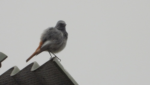 Black Redstart
