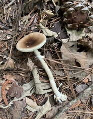 Amanita solaniolens