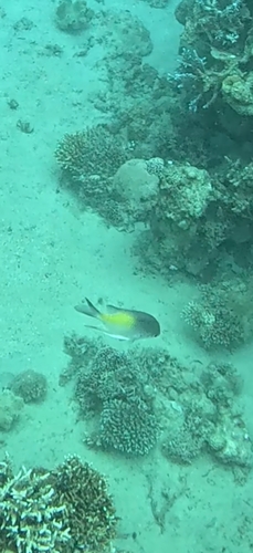 Amblyglyphidodon flavilatus observed 2026-10-14