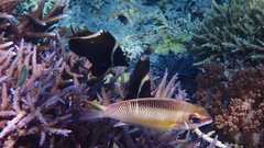 Scolopsis margaritifera