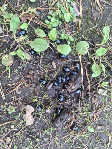 Woodland Dor Beetle