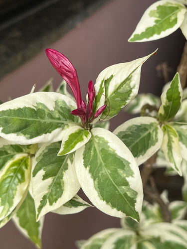 Graptophyllum pictum observed 2026-10-14