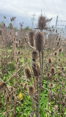 cutleaf teasel