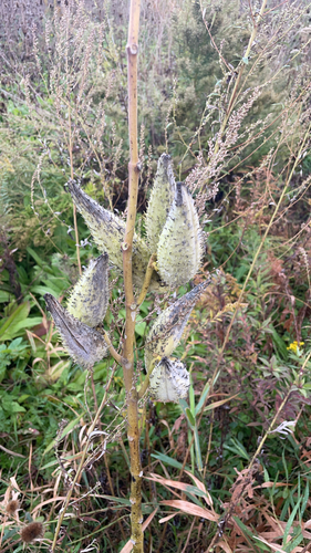 common milkweed
