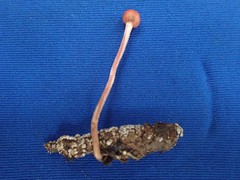 Paraisaria amazonica