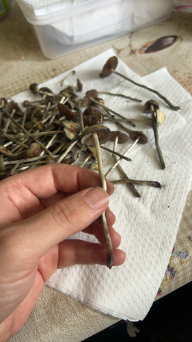 Psilocybe serbica