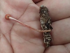 Paraisaria amazonica