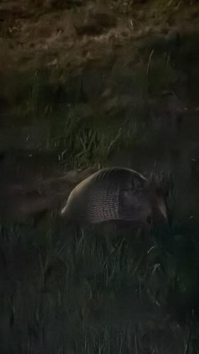 Mexican Long-nosed Armadillo