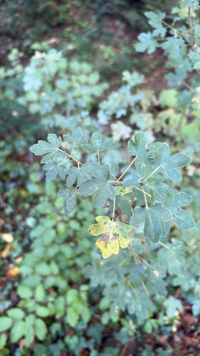 field maple
