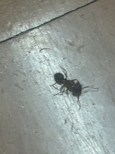 Florida Carpenter Ant