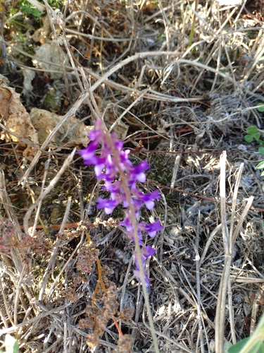 Vicia villosa observed 2026-10-14
