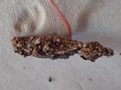 Paraisaria amazonica