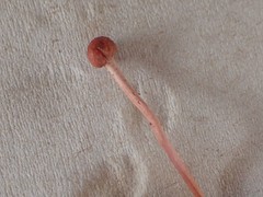 Paraisaria amazonica