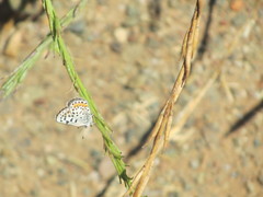 Euphilotes bernardino