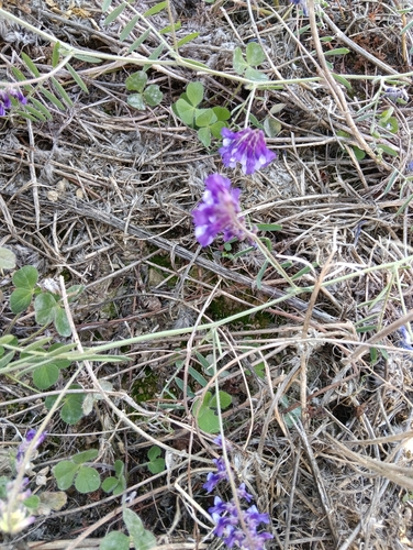 Vicia villosa observed 2026-10-14