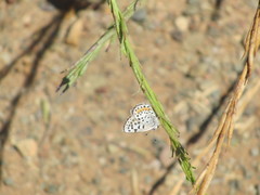 Euphilotes bernardino