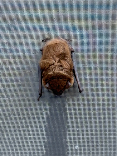 Big Brown Bat observed by nabiscosnacks