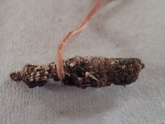 Paraisaria amazonica