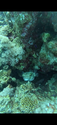 Cyclichthys spilostylus observed 2026-10-14