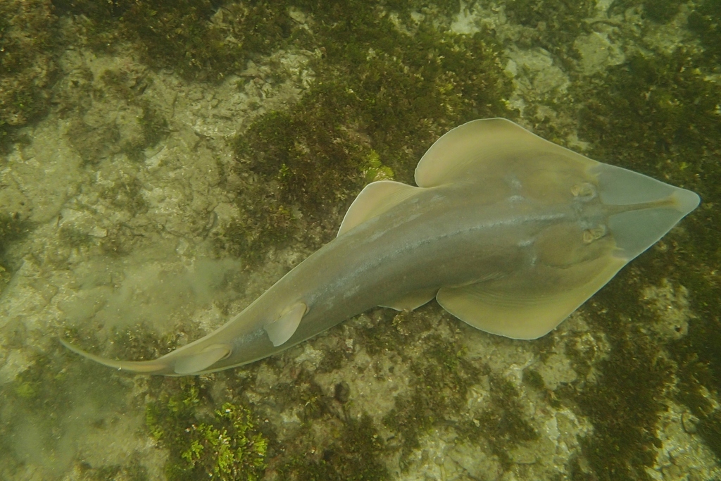 Halavi Guitarfish