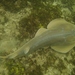 Halavi's Guitarfish - Photo (c) Dawn Goebbels, some rights reserved (CC BY-NC), uploaded by Dawn Goebbels