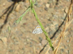 Euphilotes bernardino