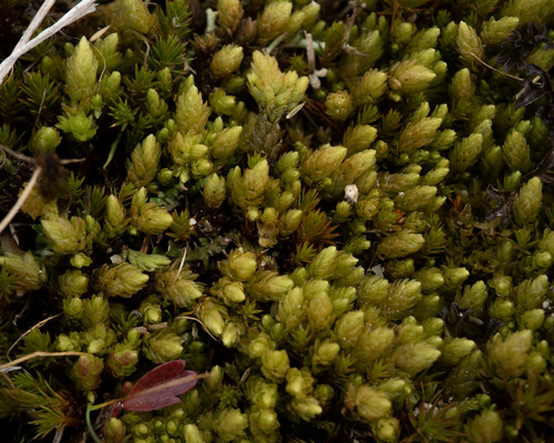 Aulacomnium turgidum observed 2026-10-11