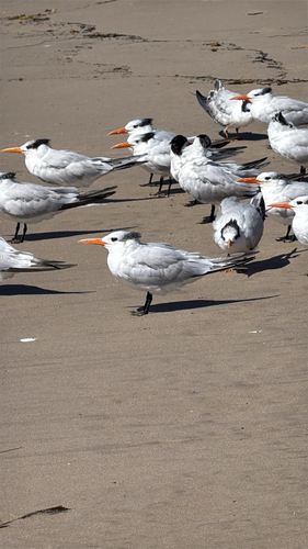 iNaturalist observation photo of Royal Tern