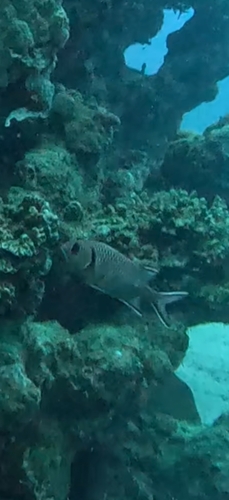 Myripristis murdjan observed 2026-10-14