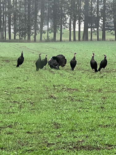 Wild Turkey