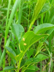 Puccinia coronata