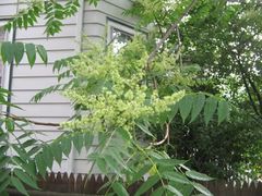 Ailanthus altissima