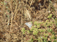 Euphilotes bernardino