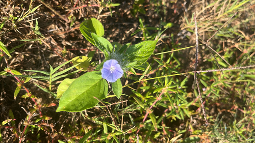 Hairy cluster-vine