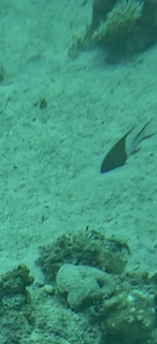 Bodianus anthioides observed 2026-10-14