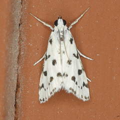 Eustixia pupula
