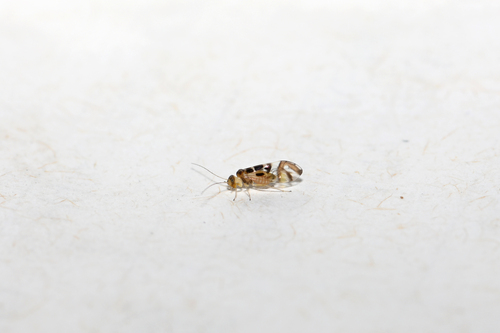 F-winged Barklouse