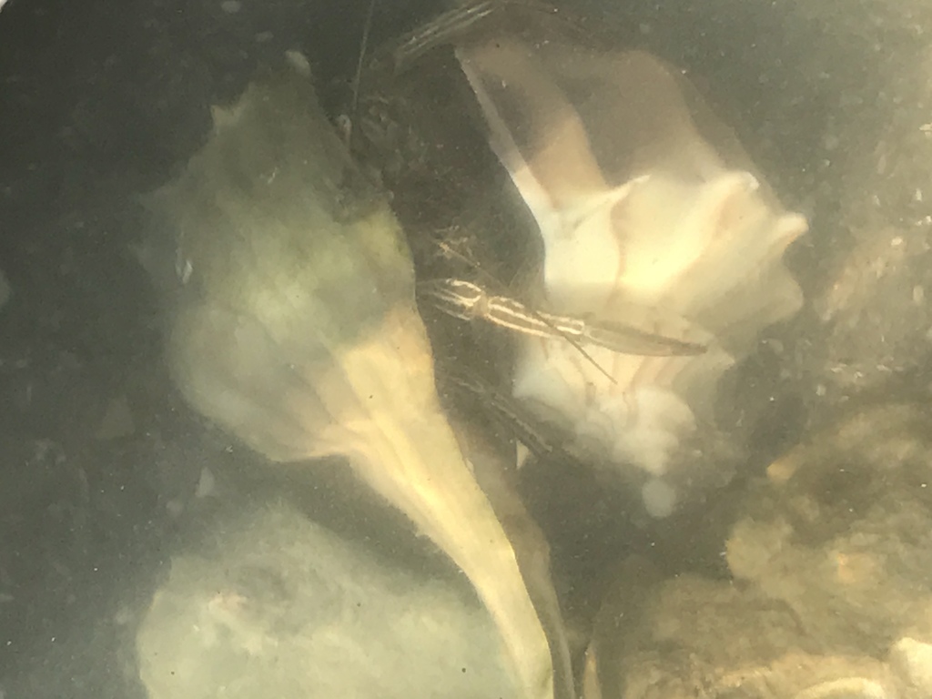 Thinstripe Hermit Crab from 6900–6998 Ocean Dr, Corpus Christi, TX, US ...