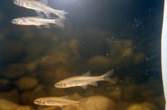 Ptychocheilus oregonensis