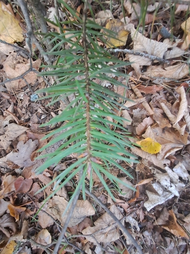 Douglas-fir
