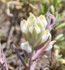 Chloropyron maritimum maritimum