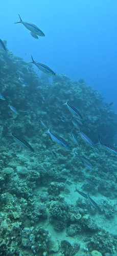 Caesio striata observed 2026-10-14