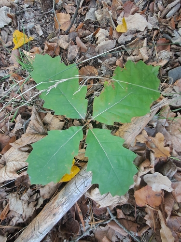 northern red oak