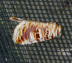 Diastema tigris