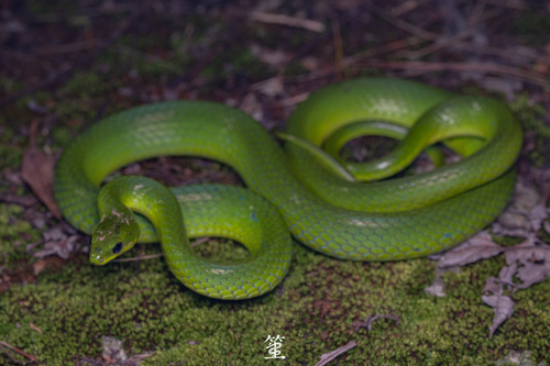 Chinese Green Snake