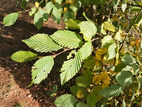 European Hornbeam