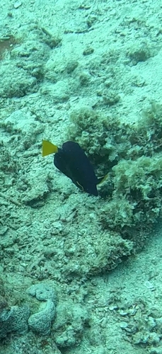 Zebrasoma xanthurum observed 2026-10-14