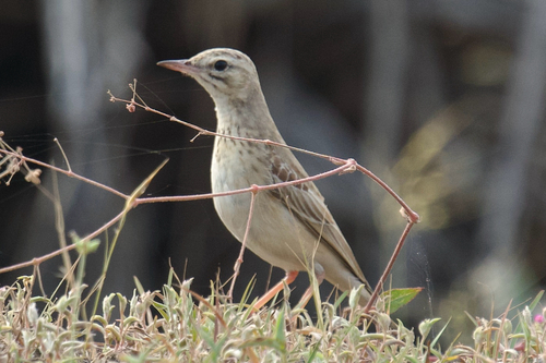 Tawny Pipit