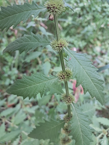 European water-horehound