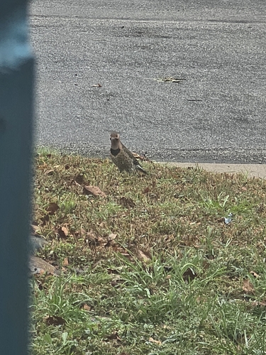 Northern Flicker